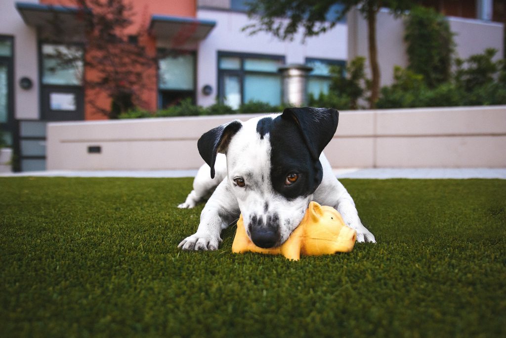 Ter um cãozinho  viralata, branco e preto, feliz brincando na grama com o seu brinquedo preferido