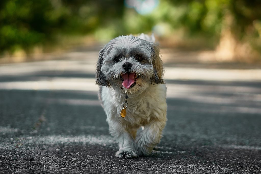 Ao ter um cãozinho ou gato, dê a ele uma plaquinha de identificação com o nome do seu pet e os seus telefones de contato.