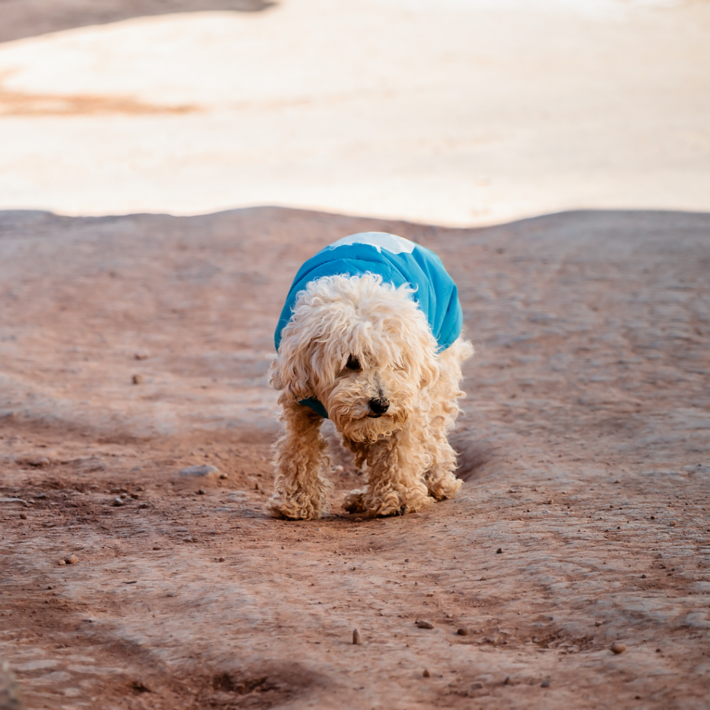 Cachorro de rua