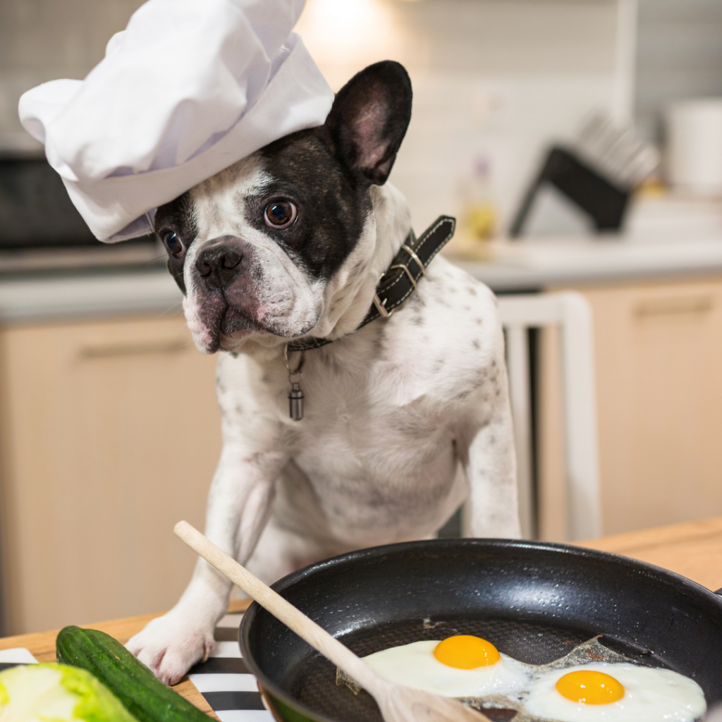 Cachorro pode comer ovo porque é um alimento rico em proteínas e aminoácidos.