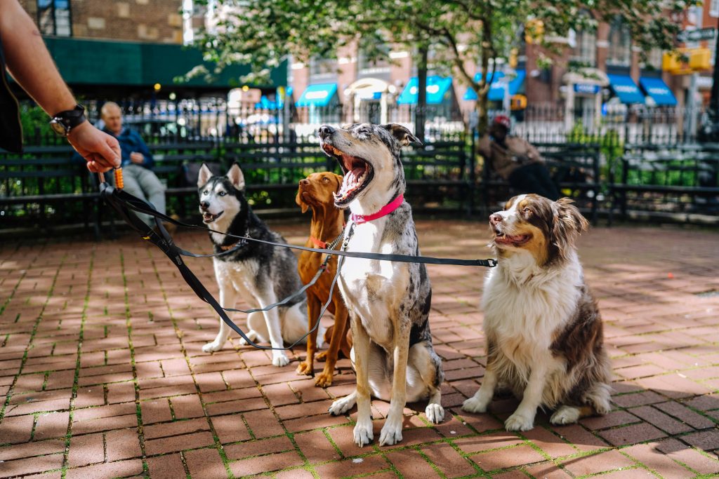 Grupo de 4 cães em suas coleiras sentados em frente ao dog walker