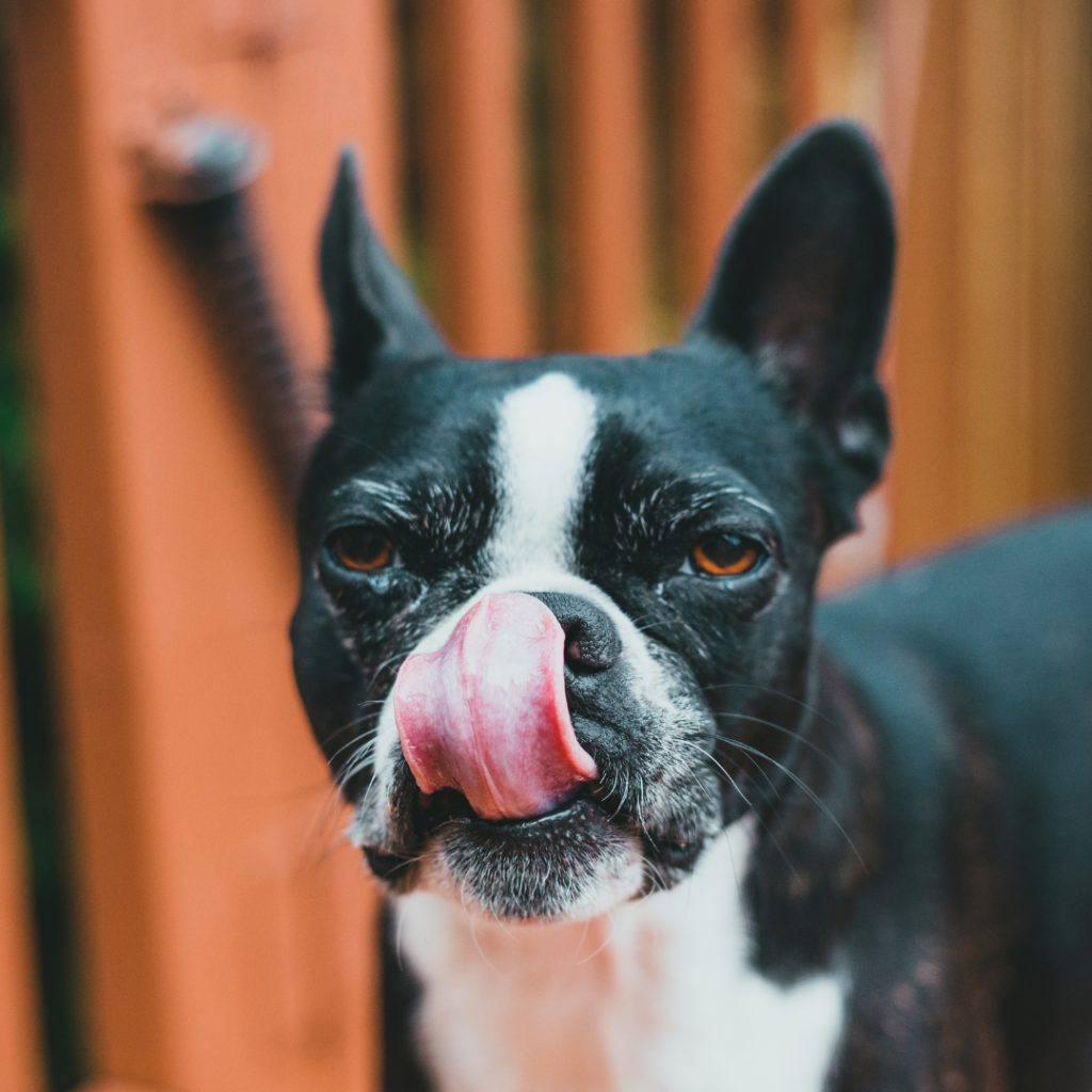 Cão estressado 8 sinais que você deve reconhecer Blog Shop4Patas