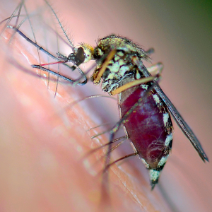 A Leishmaniose canina é transmitida pelo mosquito palha