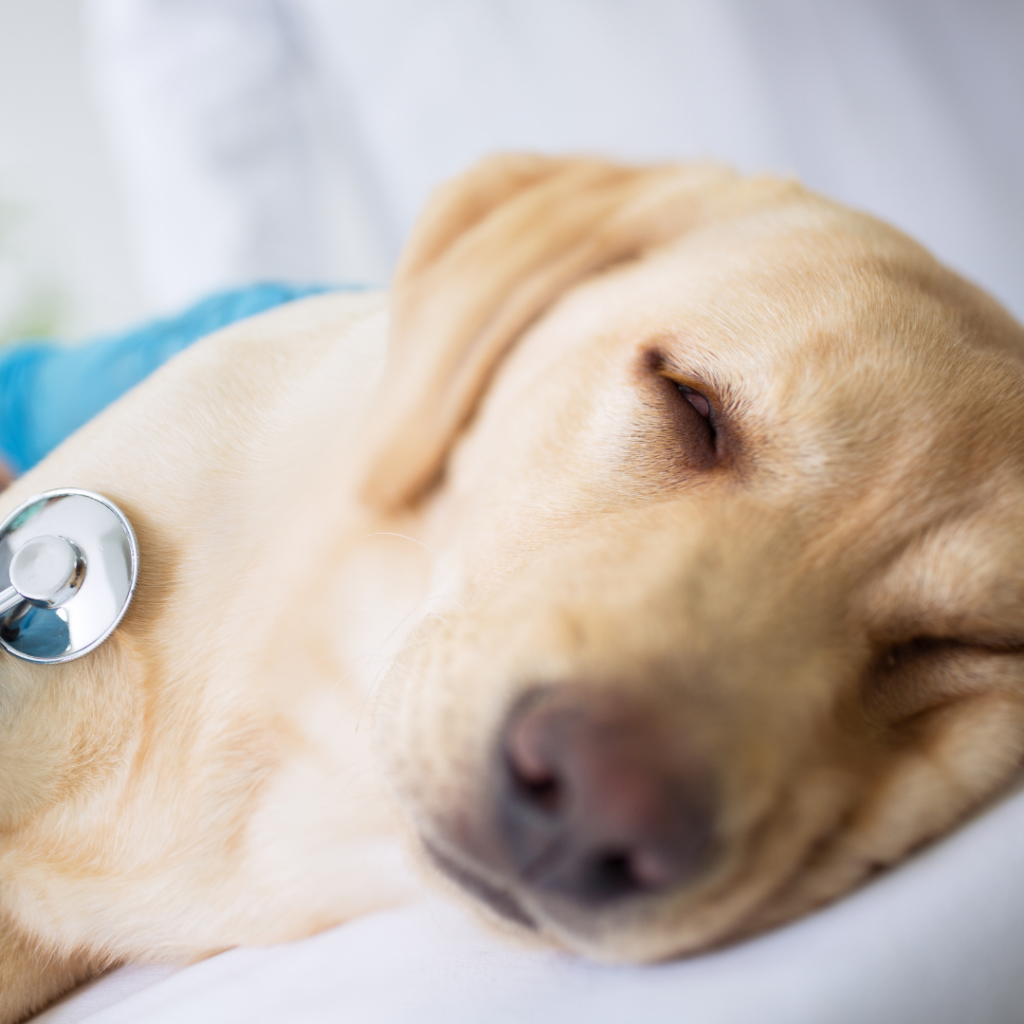 Cachorro doente da raça Labrador amarelo sendo examinado em consultório veterinário
