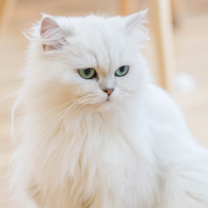 Gato Persa branco e de olhos azul esverdeados