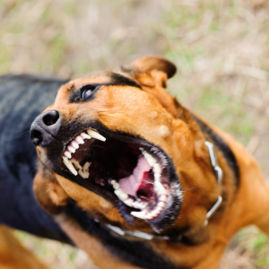 Uma das doenças de cachorro mais grave para os humanos é a raiva