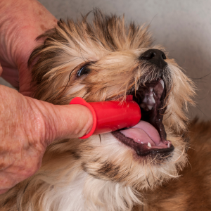Escovar os dentes do seu cachorro: inicie o processo com uma dedeira.