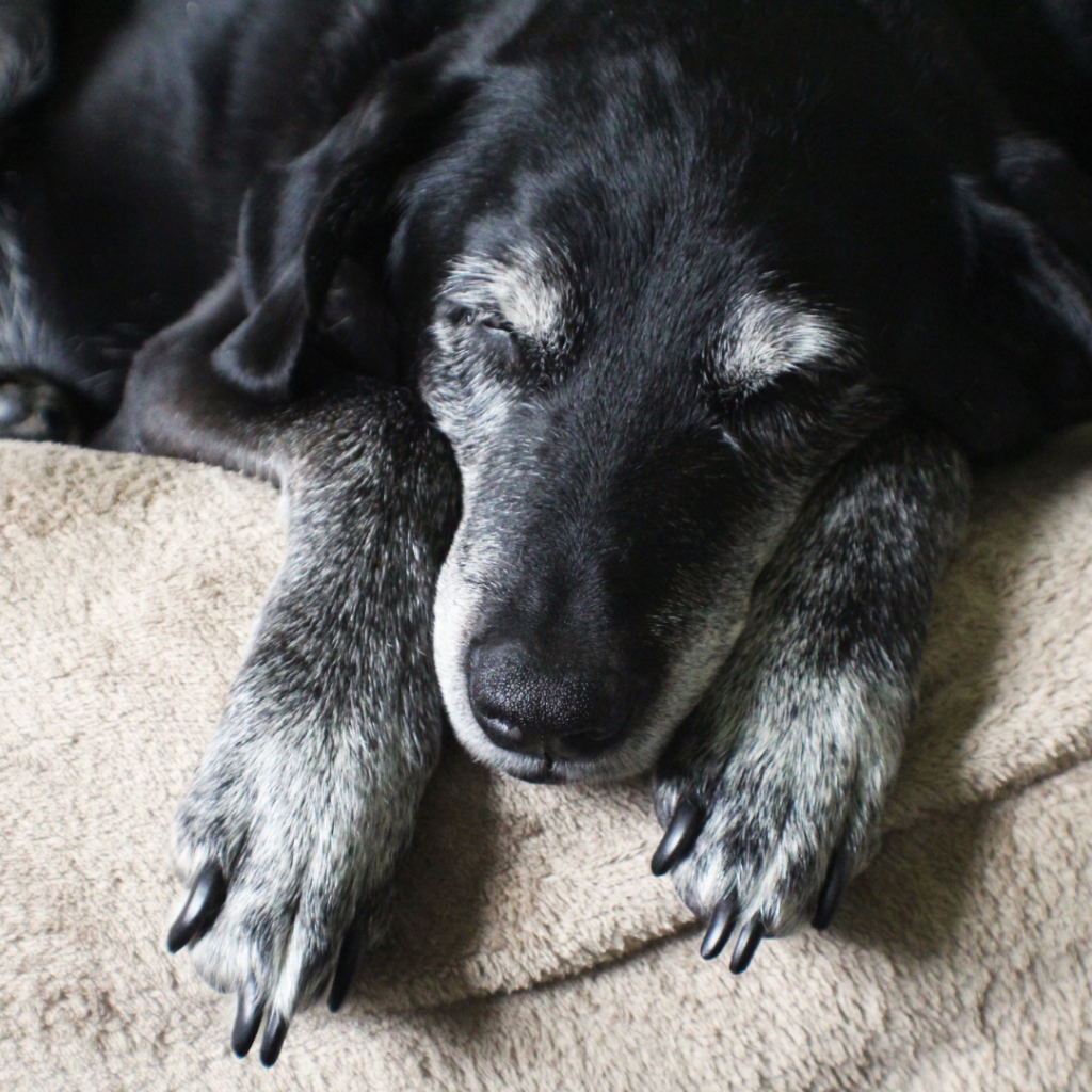Sono dos cães idosos: a medida que a idade do seu amigo de 4 patas avança, ocorrem alterações comportamentais e, entre elas, está o sono.