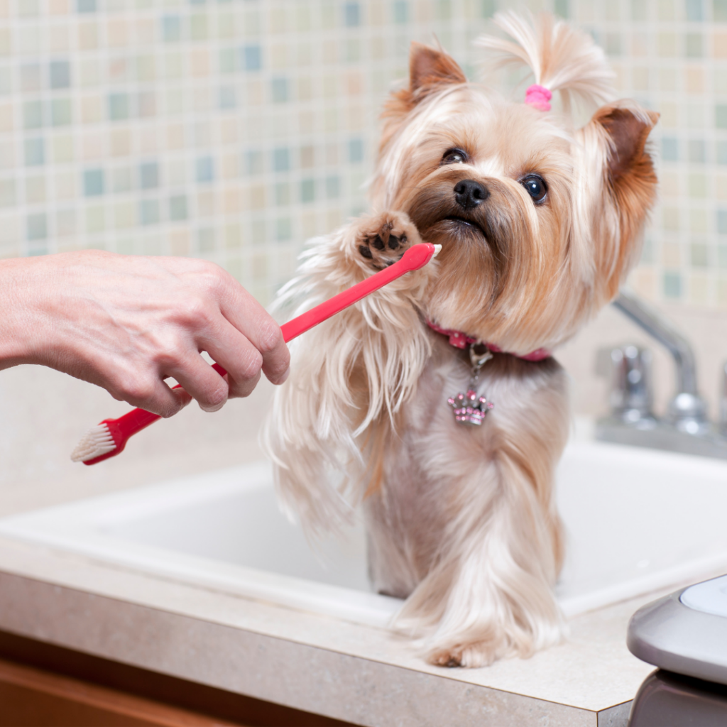 Cãozinho da raça Yorkshire pronta para escovar os dentes