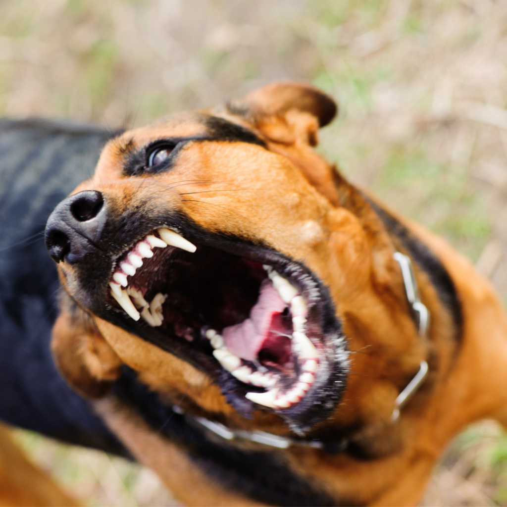 A raiva canina não tem cura. Vacinação é a melhor prevenção