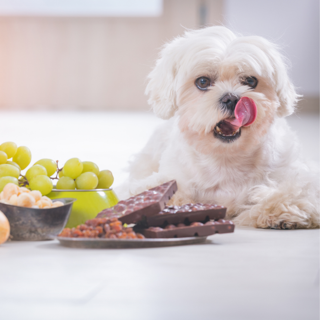 10 alimentos que podem fazer mal a saúde dos cães