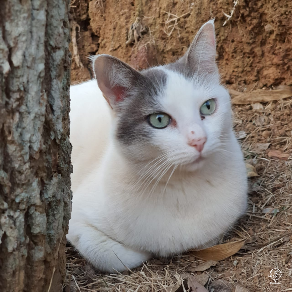 Gato Pelo Curto Brasileiro na pelagem branca e cinza com olhos esverdeados.