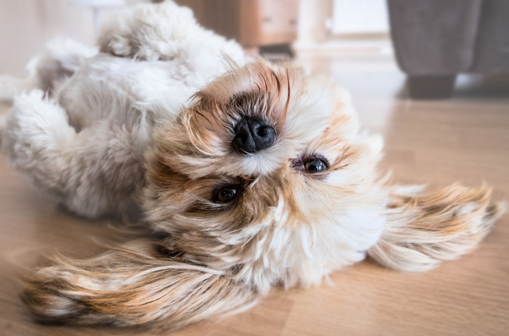 Cão da raça Lhasa Apso originada no Tibet. Eram usados como cães de guarda nos templos pelos monges