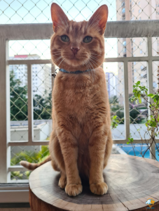 Gato Pelo Curto Brasileiro na cor alaranjada