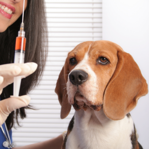 A melhor proteção contra a raiva canina é vacinar o seu cachorro.