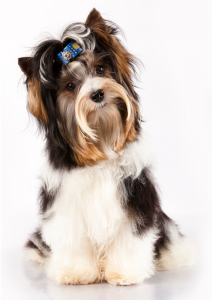 De origem alemã, o Biewer Terrier é um cão pequeno, alegre e cheio de energia.