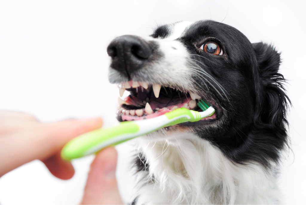 Escovar os dentes dos pets é essencial para evitar os problemas odontológicos  e promover a saúde bucal.