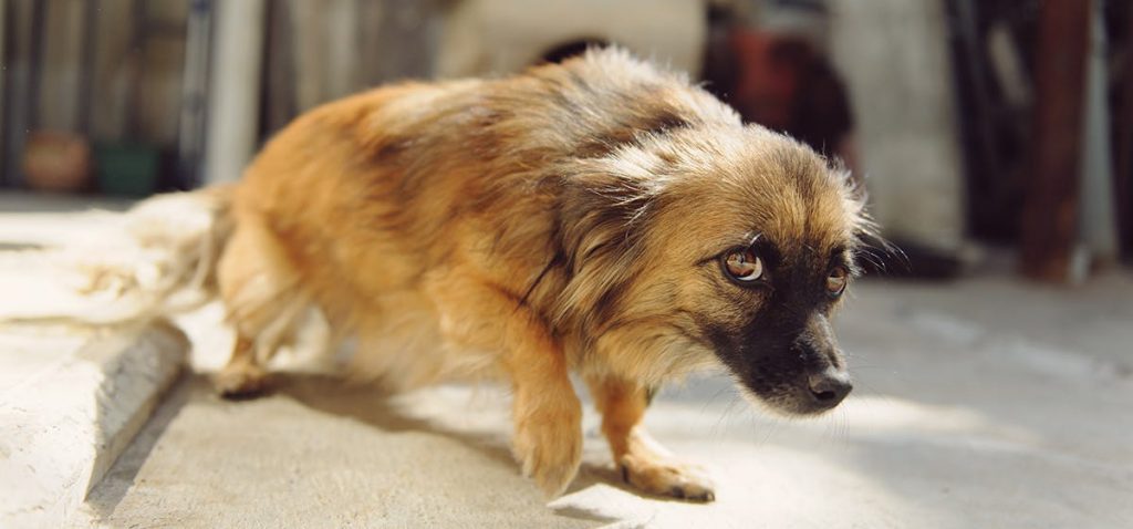 Cão com medo de pessoas: o que fazer para ajudar o seu amigo de 4 patas vencer esse medo