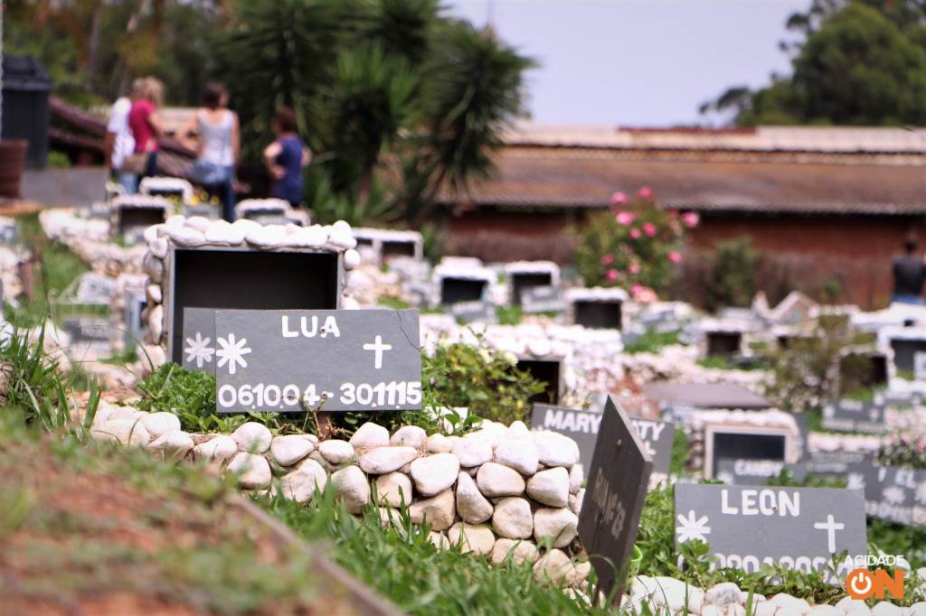 Dia de Finados: um dia para homenagear os pets que tanto nos deram carinho e se foram