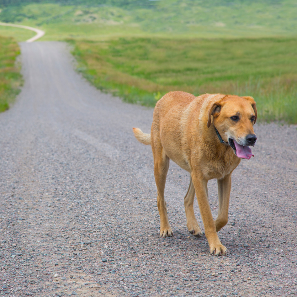 Cachorro perdido na rua: o que você deve fazer