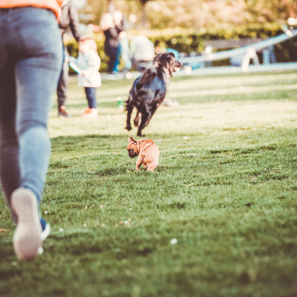 e quando você está no parque e o seu cachorro escapa e começa a correr para longe de você. O que fazer?