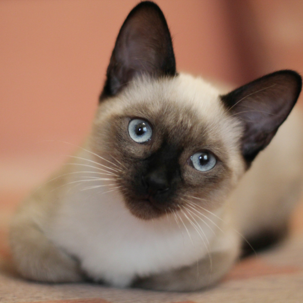 O gato siamês é famoso no mundo, tem olhos azuis, é simpático e interage bem com crianças e outros animais