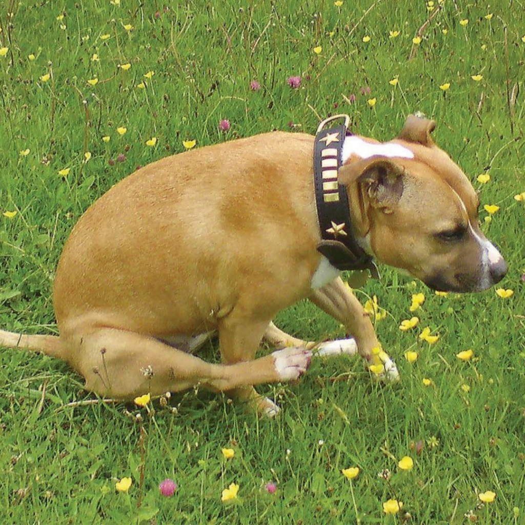 Cachorro esfregando bumbum no chão pode até ser engraçado, mas entenda que pode ser um problema mais sério.