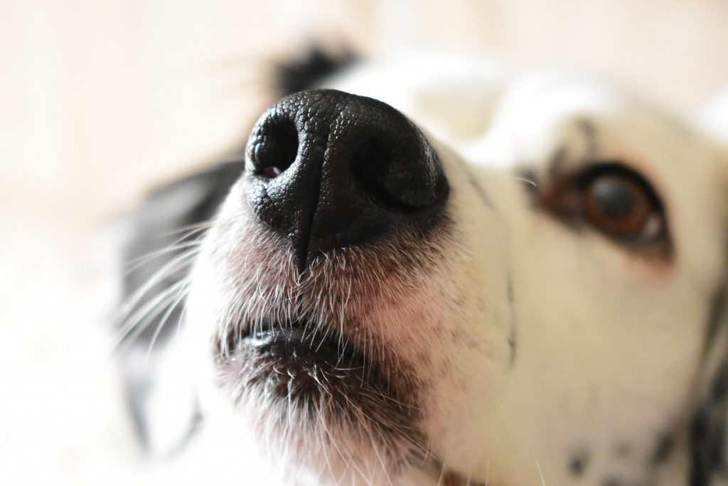 Nariz gelado e molhado ajuda os nossos amigos de 4 patas a cheirar melhor e a detectar calor