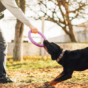 Adestrar é proteger o seu cachorro e a si mesmo