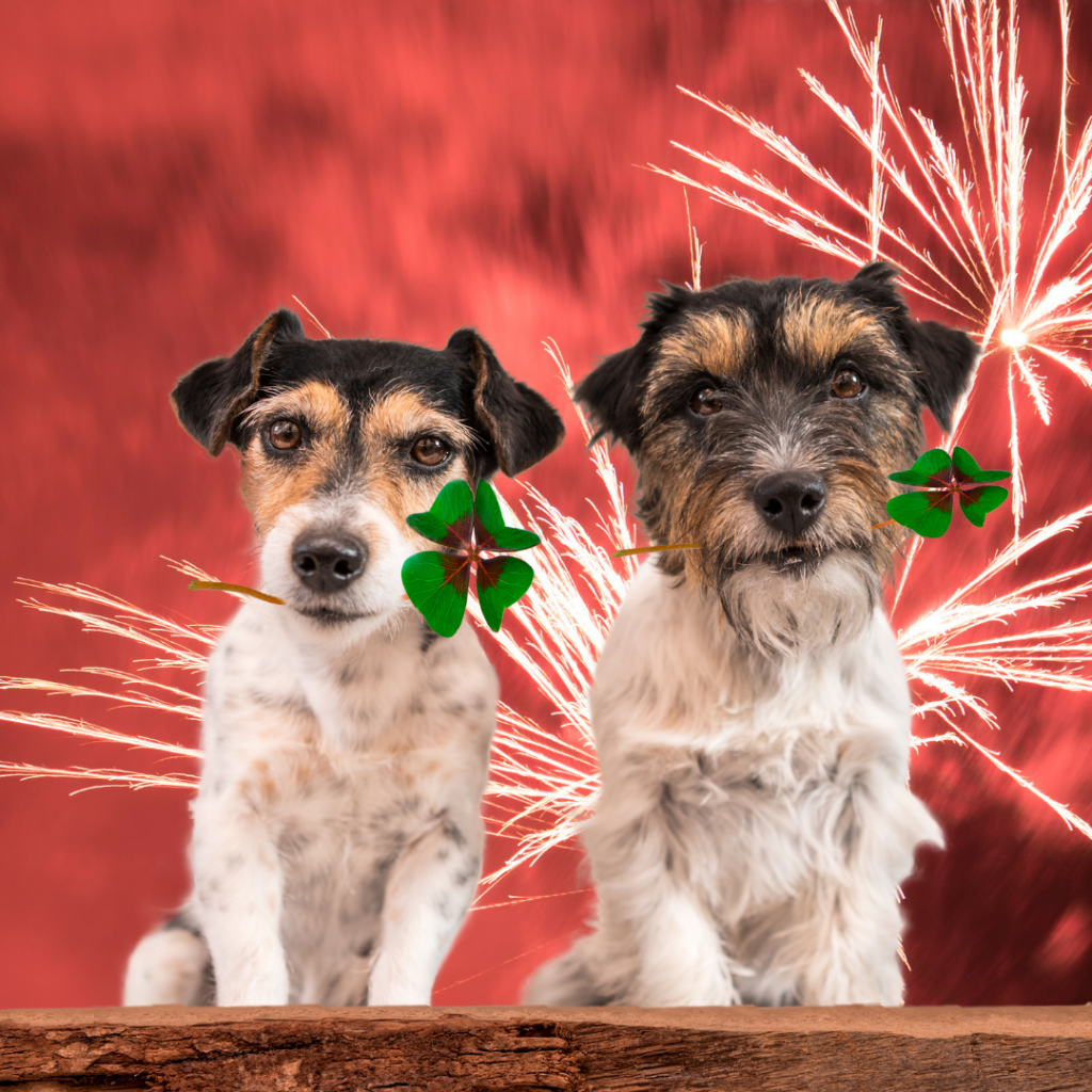 Festas de fim de ano chegando e com elas a temível queima de fogos. O que fazer para proteger o seu amigo de 4 patas.