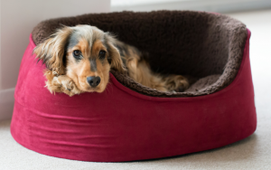 Cama oval ou redonda é ideal para animais pequenos e que gostam de dormir encolhido