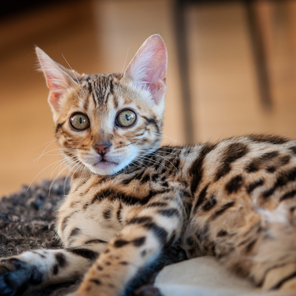 Gato de Bengala é um gato exótico que vem do cruzamento de um gato selvagem com um doméstico.