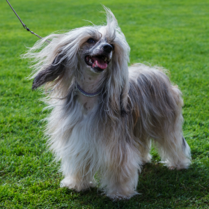 Cão de Crista Chinês já foi considerado o cão mais feio do mundo. Em uma mesma ninhada, você pode encontrar o calvo e o powder puff.