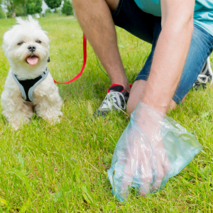 Coprofagia é mais comum entre os cachorros do que você pode supor.