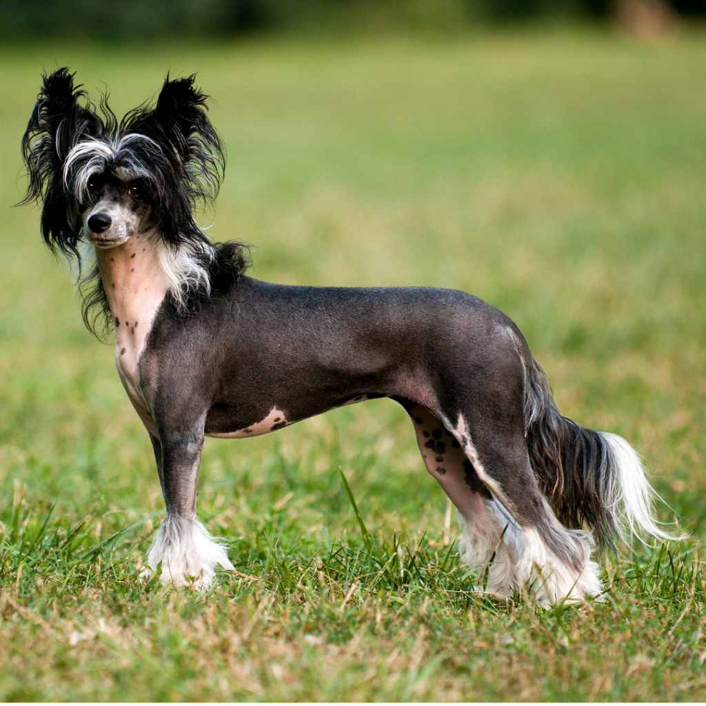 Cão de Crista Chinês pode ser calvo ou peludo. O calvo já foi considerado o cão mais feio do mundo.