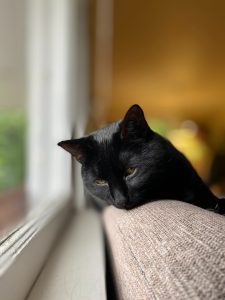 A raça de gato Bombaim foi criada para lembrar uma mini-pantera. Muito apegada aos seus donos é uma raça afetuosa e que adora um colo. 