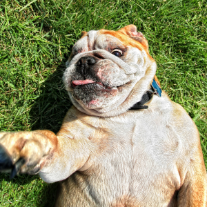 Seu cachorro gosta de rolar na grama? Já se perguntou porquê? Pode ser felicidade, disfarçar o seu cheiro ou ainda aliviar coceiras.