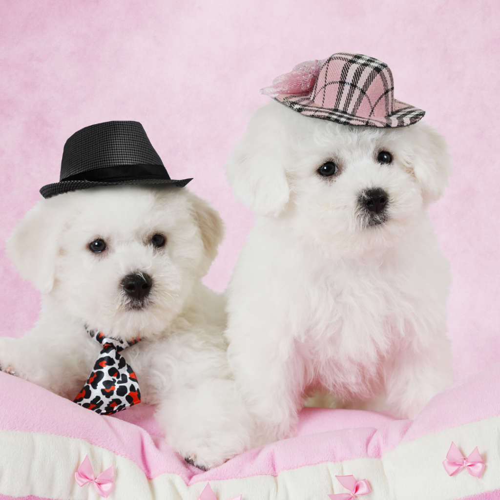 Bichon Frisé é uma raça de cães de companhia, muito alegre e brincalhona.