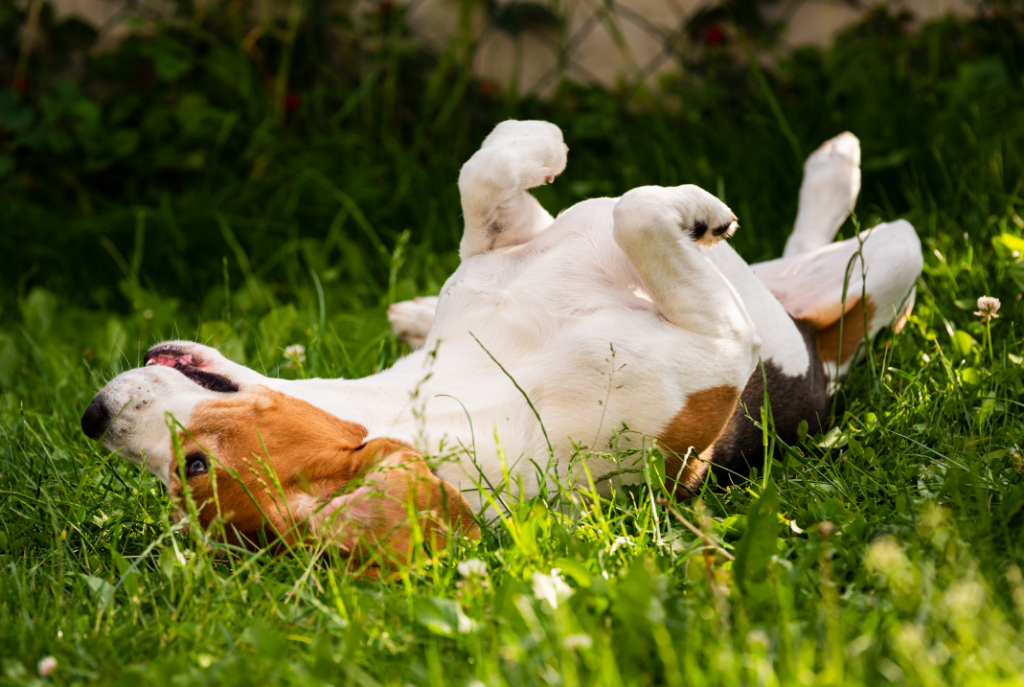 Rolar na grama! Você sabe por quais motivos o seu cão faz isso?