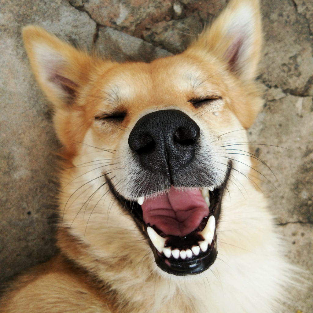 Você sabe quantos dentes tem um cachorro? Cachorro tem dentição de leite? E para que serve cada um dos dentes do cachorro?