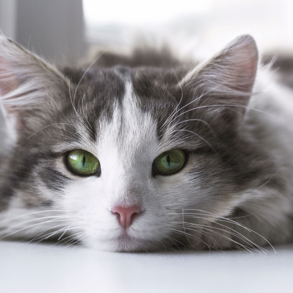 Doenças podem provocar desequilíbrios internos no corpo causando problemas na pele do seu gato