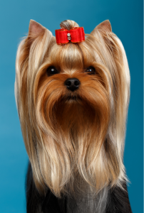 Yorkshire Terrier é um cão pequeno que pensa que é grande