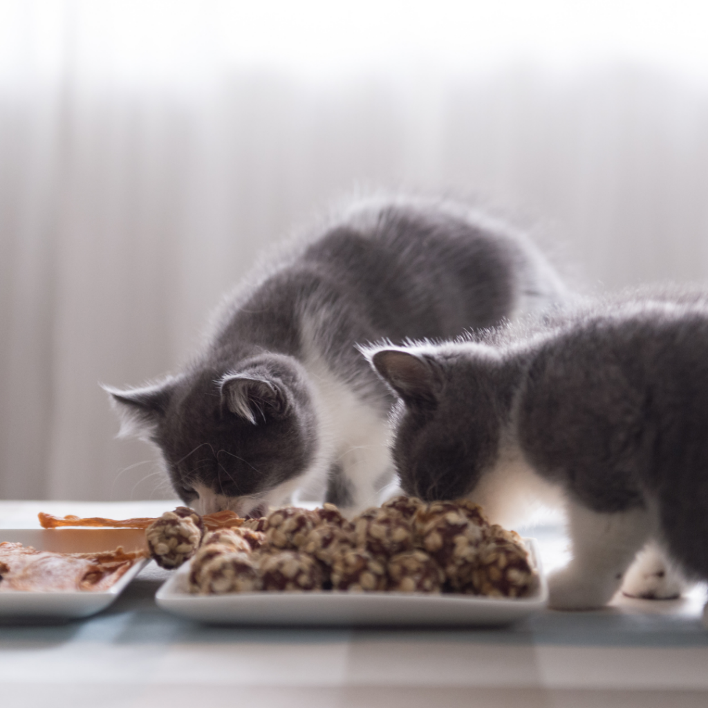 Alimentação de gatos: o que você precisa saber para ele se desenvolver forte e se manter saudável.
