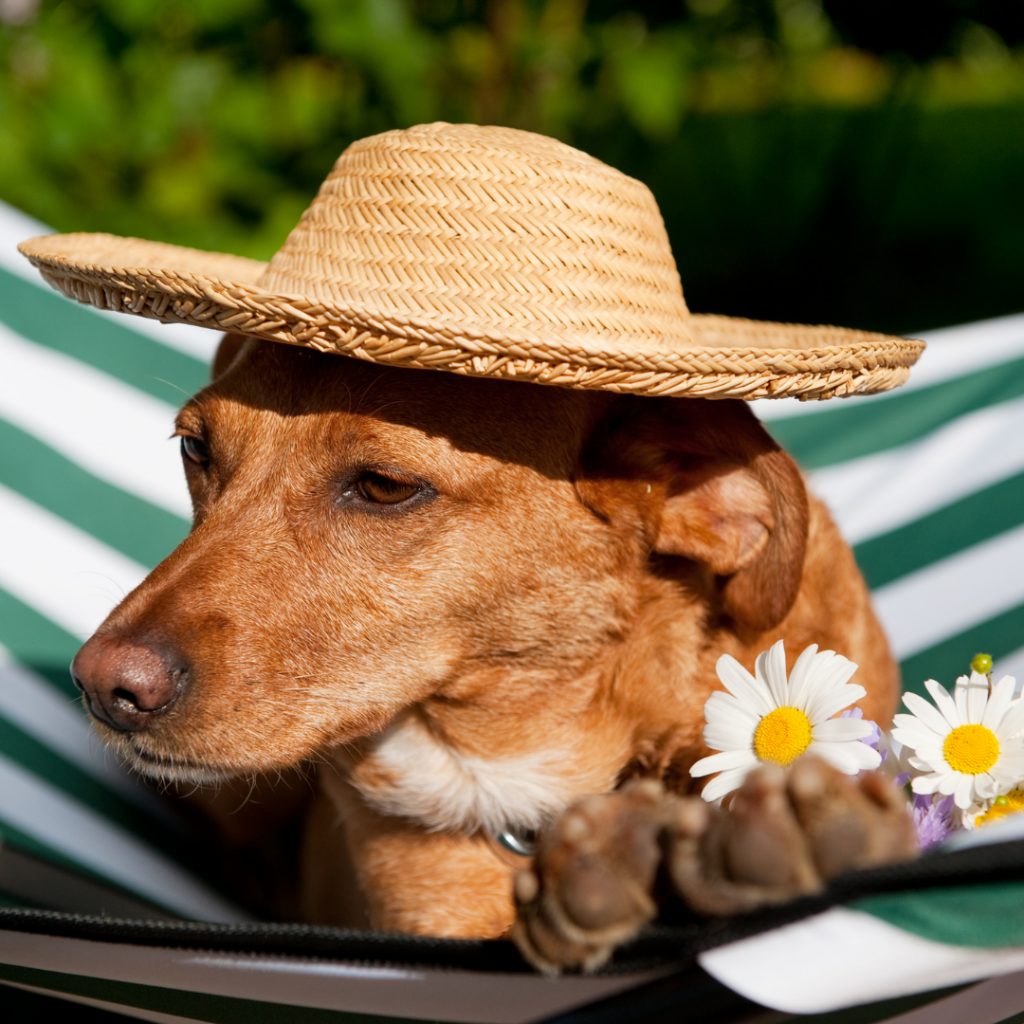 Insolação é um assunto sério em tempos de calor. Seu cachorro pode vir a óbito, se você não tiver cuidados durante o verão.