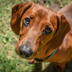 Linguagem corporal dos cães: olhos que expressam o mais puro sentimento da alma 