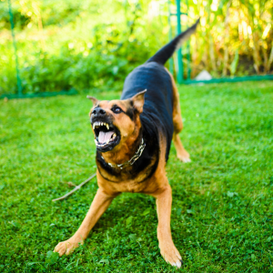 Linguagem corpora dos cães: algumas posturas são fáceis de interpretar como a do cão pronto para atacar