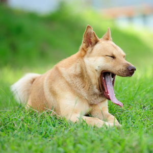 O bocejar faz parte da linguagem corporal dos cães e não significa que o cão está com sono. Na verdade, ele está tentando se acalmar.