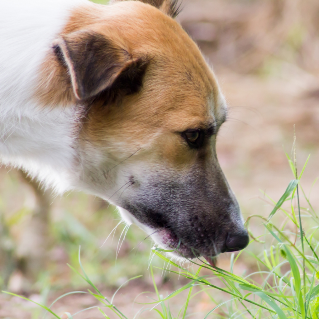 Cachorro pode comer grama? Existem razões para ele comer grama. Saiba quais!