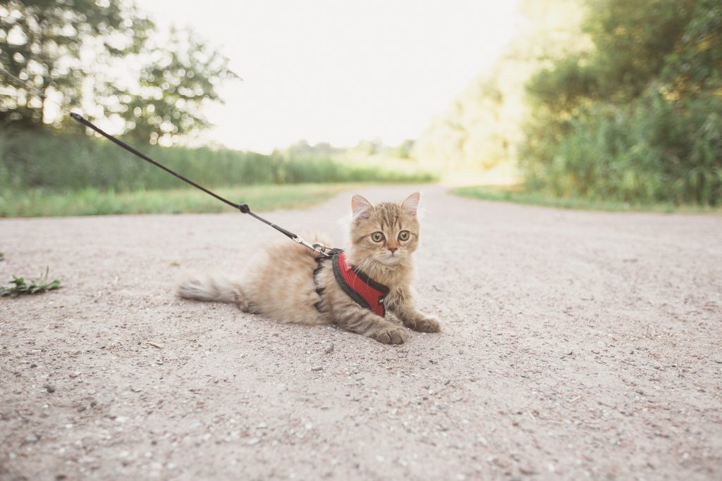 É possível levar o seu gatinho para passear. Basta treiná-lo desde filhote e usar a coleira apropriada para ele.