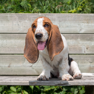 Basset Hound é um cão teimoso e preguiçoso. Precisa de exercício. Excelente farejador.